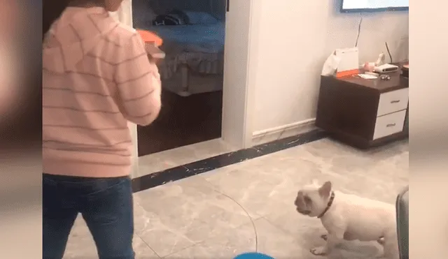 Desliza las imágenes para conocer el amoroso momento entre una niña junto a su adorable mascota. Foto: Captura.