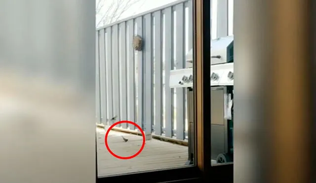 Desliza las imágenes para observar el incidente que protagonizó un gato al impactar contra una puerta de vidrio. Foto: Caters Clips
