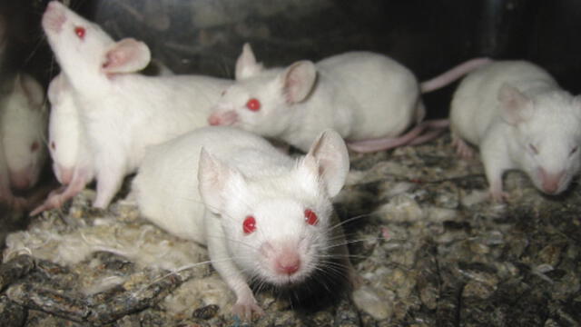 Científicos logran mantener vivo el cerebro de roedor por 25 días [VIDEO]