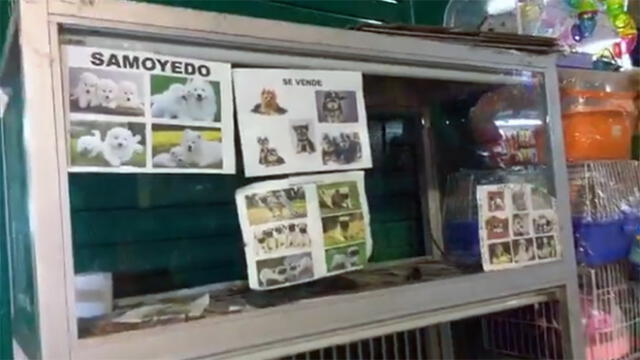 Independencia: clausuran galerías donde vendían perros de forma clandestina [VIDEO]