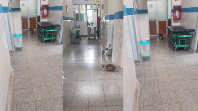 Denuncian presencia de gatos en el interior del hospital de Chiclayo 