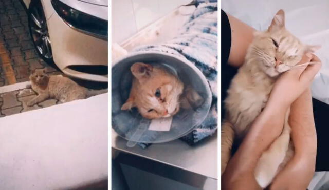 Desliza las imágenes para apreciar el tierno gesto de una familia al adoptar a un gato callejero que visitaba su casa. Foto: Captura de Facebook