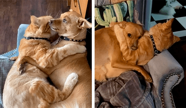 Desliza las imágenes hacia la izquierda para apreciar el amoroso momento entre un gato y un perro. Foto: Caters Clips.