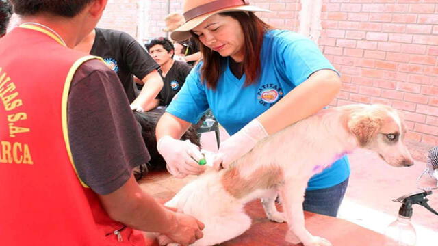 Más 800 mascotas fueron atendidas por campaña gratuita