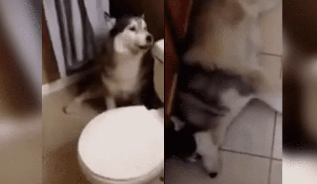 Dueña del can grabó la singular reacción de su mascota cuando lo llamaba para bañarlo