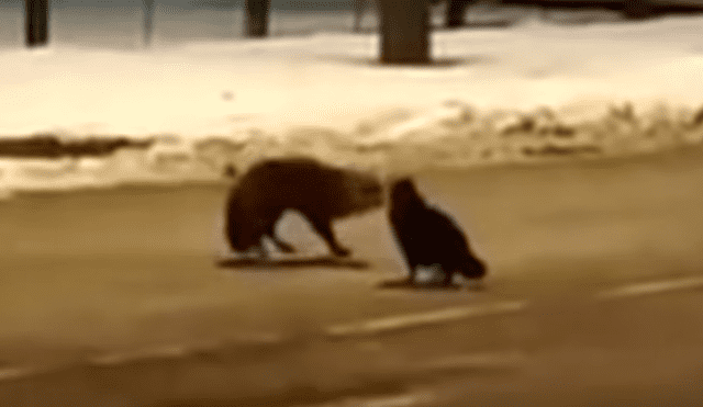 YouTube viral: gato gordo y zorro pelean por un chorizo y batalla tiene inesperado vencedor [VIDEO]