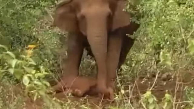 Youtube: mamá elefante intentó revivir por 24 horas a su cría muerta [VIDEO]