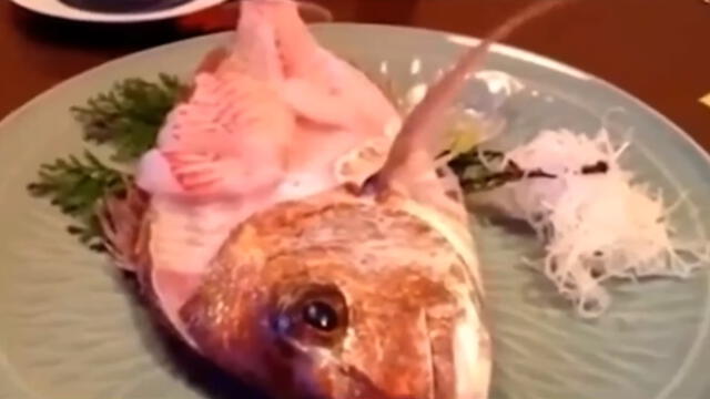 YouTube viral: turista deleitaba un plato de pescado y este cobra vida [VIDEO]