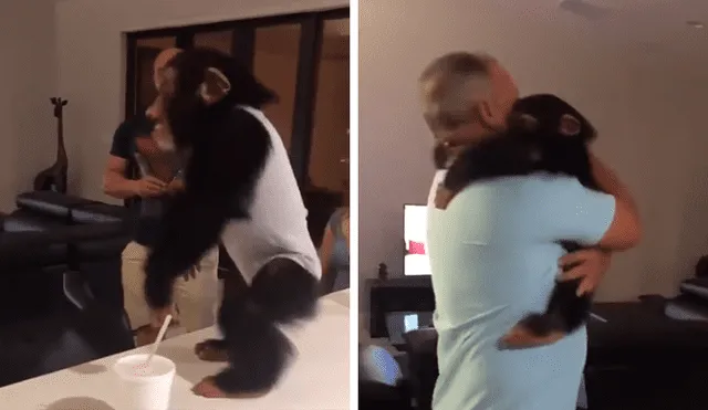 Facebook: chimpancé tiene inesperada reacción al reencontrarse con las personas que lo cuidaron [VIDEO] 