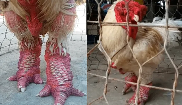 Facebook viral: encuentra gallo con patas de ‘dragón’, lo revisa y descubre el secreto de su extraño aspecto.