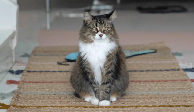 La obesidad es un problema común en los gatos domésticos. Foto: AFP