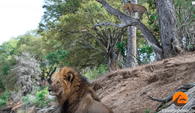 León ‘macho alfa’ se encuentra a leopardo dormido y lo ataca a traición; desenlace es desgarrador [VIDEO]