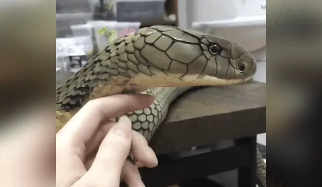 El video viral de Facebook muestra el momento en que una mujer quedó a pocos centímetros de una peligrosa serpiente.
