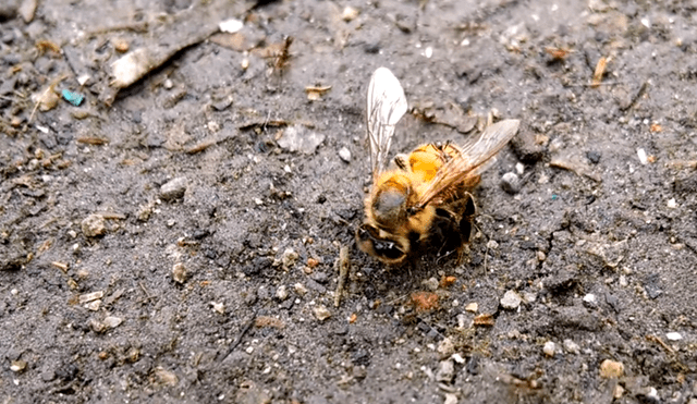 YouTube: Hormigas se unen y tienen brutal lucha a muerte contra una solitaria abeja