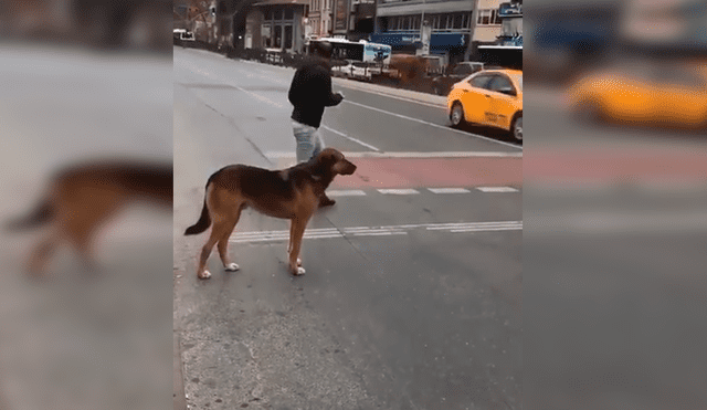 Facebook viral: perro educado espera que semáforo cambie a rojo, pero peatones no lo hacen [VIDEO]