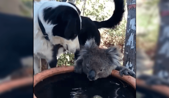 Ambos animales compartieron un enternecedor momento en este video viral de Facebook.