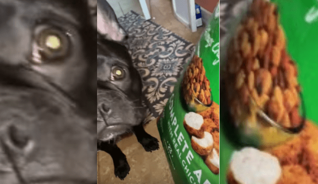 Video es viral en YouTube. El can vio la enorme bolsa de comida y se acercó a esta con un curioso comportamiento que hizo reír a su dueña.
