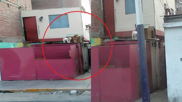 Chorrillos: canes permanecen en el techo de una vivienda pese a intenso calor