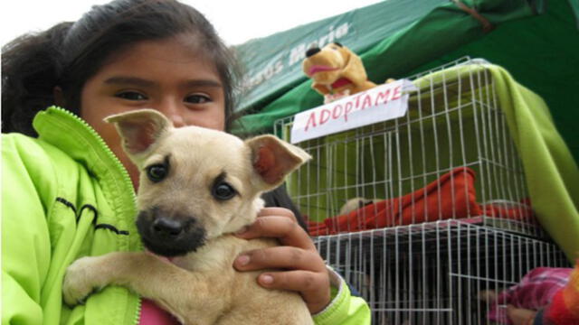 Campaña veterinaria dará a mascotas en adopción.