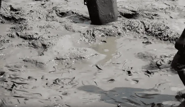 YouTube viral: ingresa descalzo a misterioso lodo y encuentra miles de extrañas criaturas moribundas