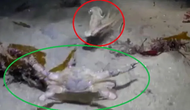 Facebook: inesperado final del combate entre un pulpo y un cangrejo gigante | VIDEO