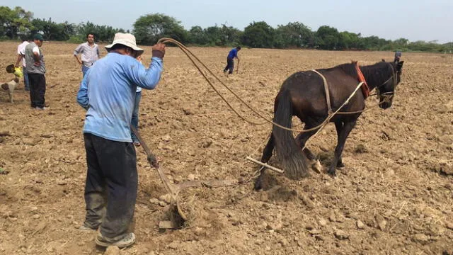 Lambayeque: Inician siembra temporal de 50 hectáreas de frijol caupí tras el Niño costero  