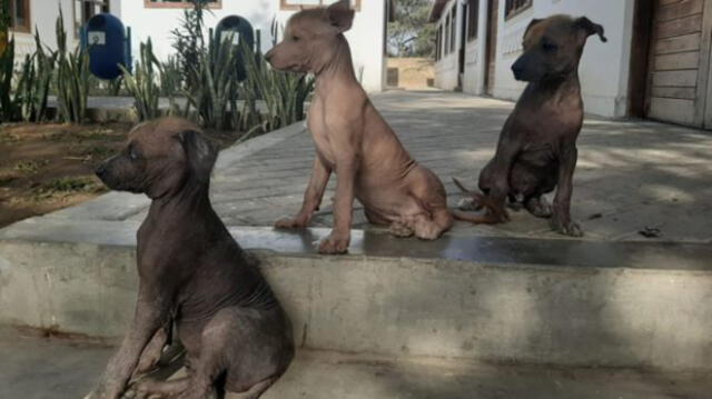 Los tres cachorritos fueron bautizados con nombres de la mitología Mochica. Foto: RPP Noticias