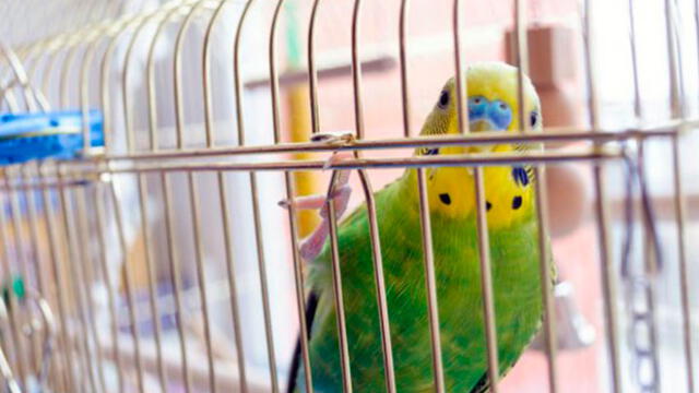 India prohíbe enjaular y comercializar aves porque atenta contra su libertad
