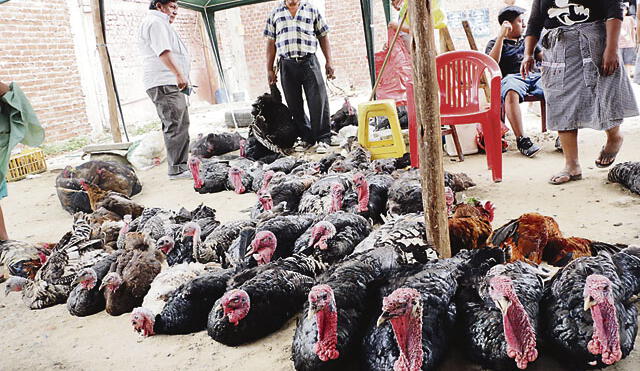 Gobierno prohíbe las ferias avícolas y peleas de gallos tras alerta sanitaria por gripe aviar