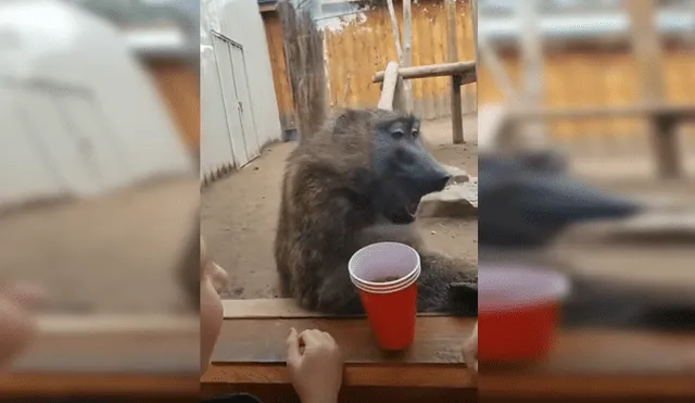 YouTube: jugaban con mono en zoológico hasta que ocurrió lo peor [VIDEO]