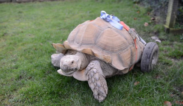 En YouTube, tortuga quedó discapacitada tras dos meses de "desenfreno sexual"| VIDEO
