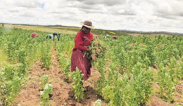 Impacto. Los expertos señalan que moratoria protegerá a 2,2 mllns de productores a nivel nacional y también a consumidores. Foto: Coopain Cabana