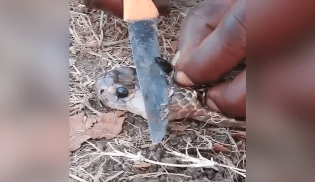 YouTube viral: joven le extrae ‘piedra’ a cobra real para crear antídoto contra letal veneno