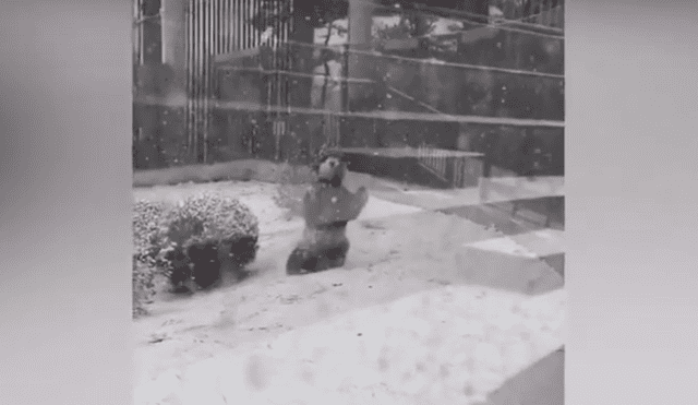 El panda se emocionó al ver la nieve y jugó como todo un bebé sobre el manto blanco. Foto: captura