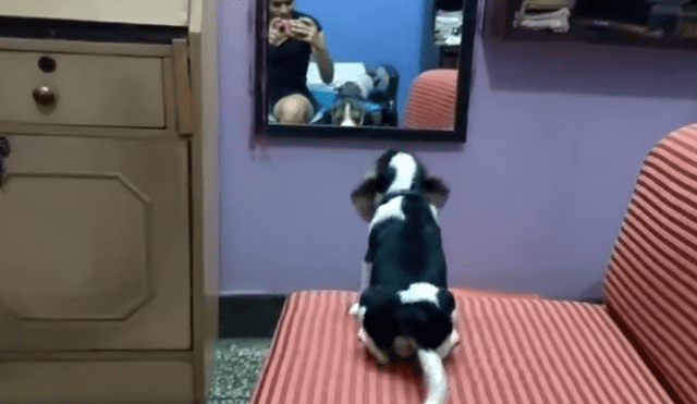 YouTube: Perrito intenta atrapar su reflejo y acaba de la peor forma [VIDEO]
