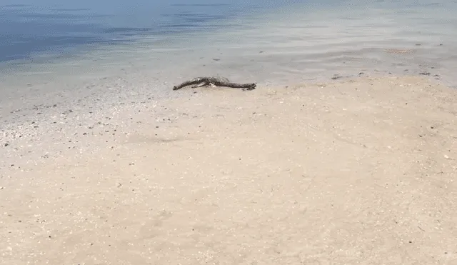 YouTube Viral: Revelan misterio del 'plesiosaurio' hallado en playa de EEUU [VIDEO]