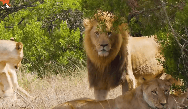 Turista se acerca a enorme león y graba sus enormes colmillos.