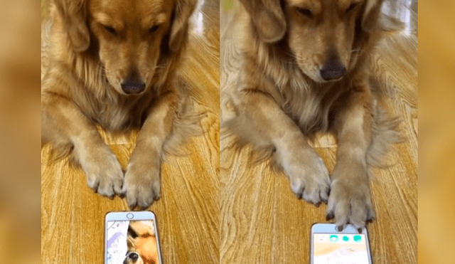 Facebook: perro tiene divertida reacción al verse roncando en un video