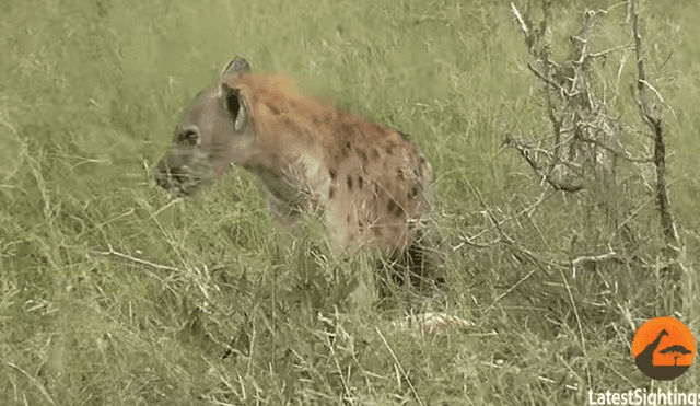 Facebook viral: valiente antílope pelea hasta la muerte con hiena que quería comerlo [VIDEO]