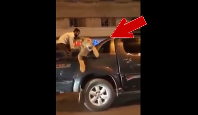 YouTube: hombre fue detenido tras sacar a pasear a su león ‘mascota’ en su carro [VIDEO]