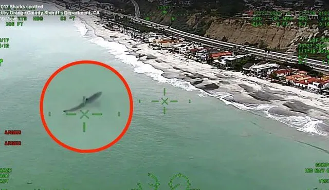 YouTube: 15 tiburones se acercaron a bañistas en una playa de California