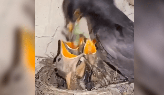 YouTube viral: Mamá pájaro le da cruel lección a su polluelo más 'hambriento' [VIDEO]