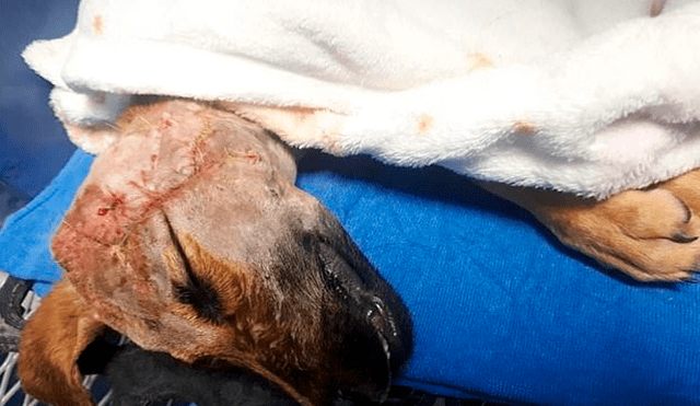 Brody, el perro que sobrevivió a brutal detonación de pirotécnicos que le amputó la oreja [VIDEO] 
