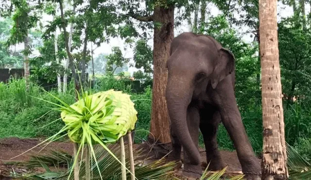 Captan a otro elefante llorando de dolor mientras es azotado por sus cuidadores [VIDEO] 