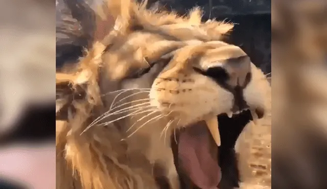 Facebook viral: arriesgado hombre ingresa a jaula de león y depredador lo 'mordisquea' [VIDEO]
