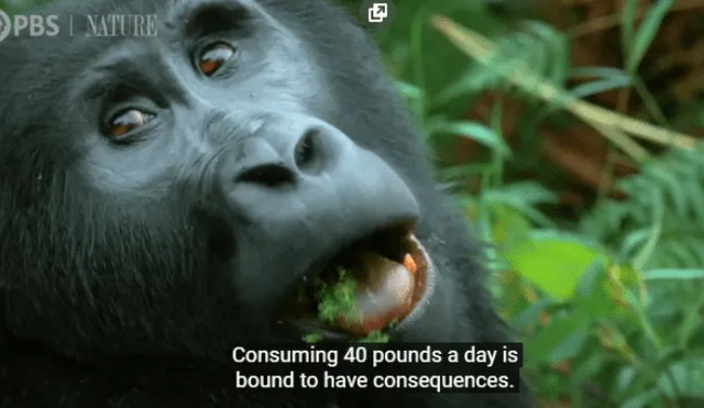 Video es viral en YouTube. Un robot infiltrado en una manada de primates de Uganda pudo captar la curiosa conducta de estos animales mientras consumen sus alimentos.