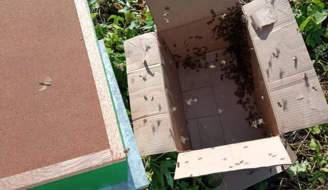Rescataron una colmena de abejas. Foto: Municipalidad de Miraflores