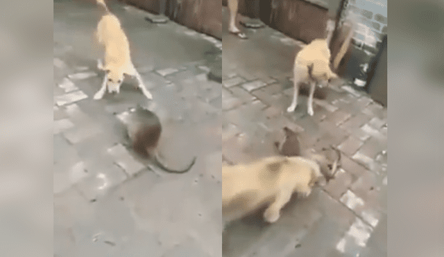 Facebook Viral: Perros intentaron comerse a un roedor gigante y tuvieron terrible final [VIDEO]