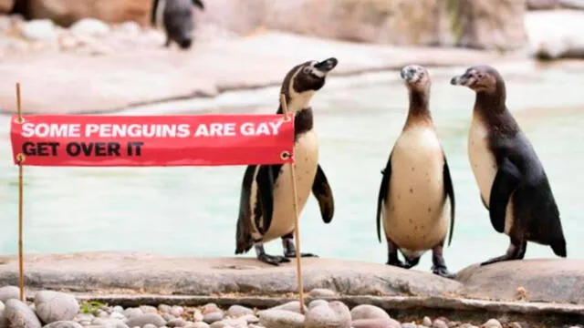 Pingüinos gay en Londres. Foto: Zoológico de Londres.