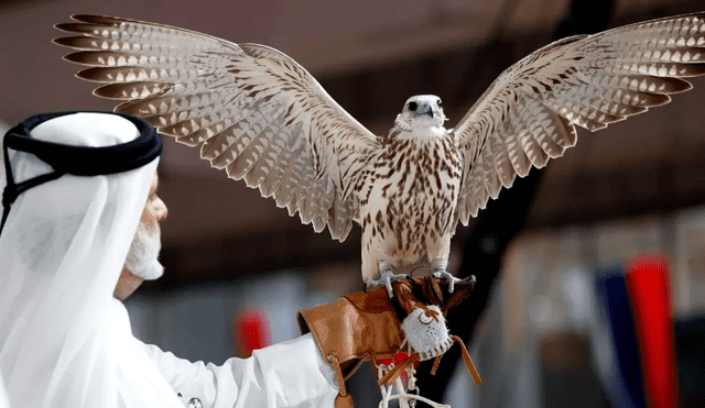 En Qatar llevan más de 5 mil años cazando con estas preciadas aves. Foto: EFE